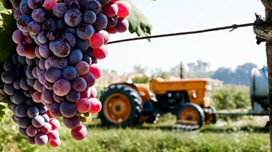 Винная дегустация «Руки мастера: Итальянские жемчужины Angelini Estates»