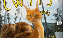 Квиз, плиз! (WTF) #6