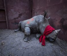 Выставка World Press Photo 2018